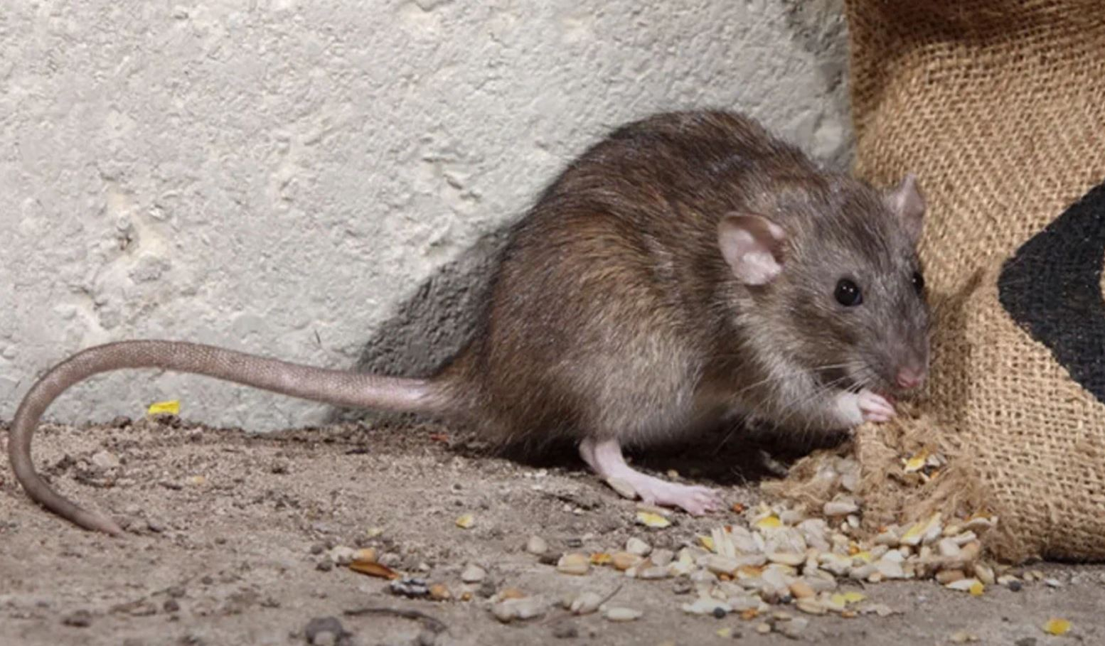 фото: Профессиональная дератизация в Никольском: <br/>+7-909-173-42-96