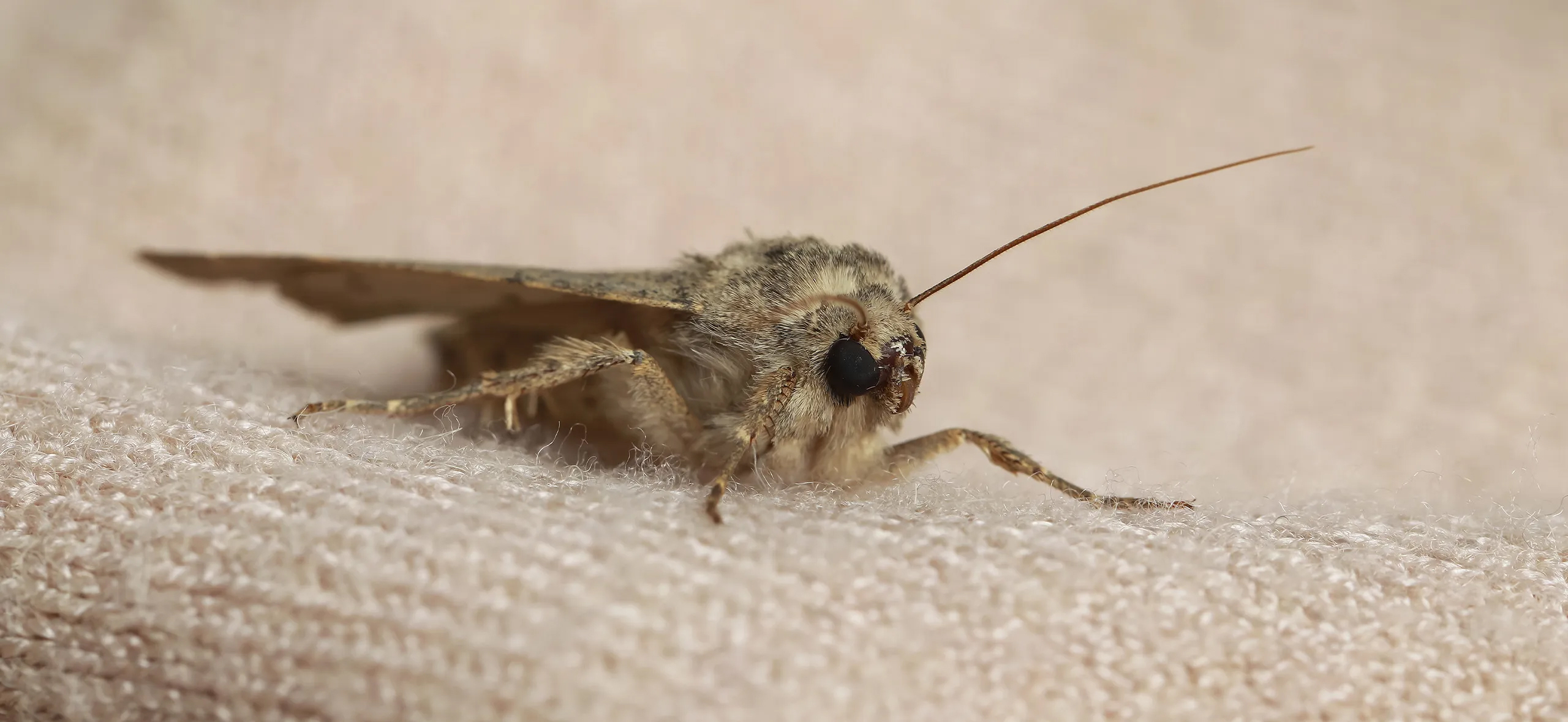 фото: Профессиональная обработка от моли в Никольском: <br/>+7-909-173-42-96